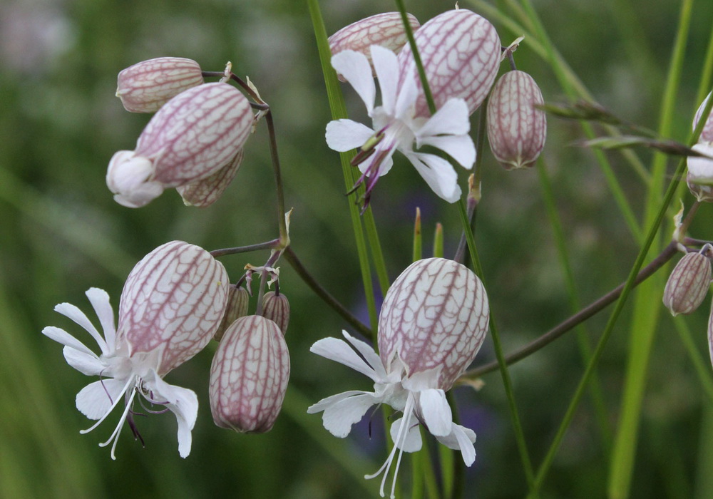 Silene vulgaris 