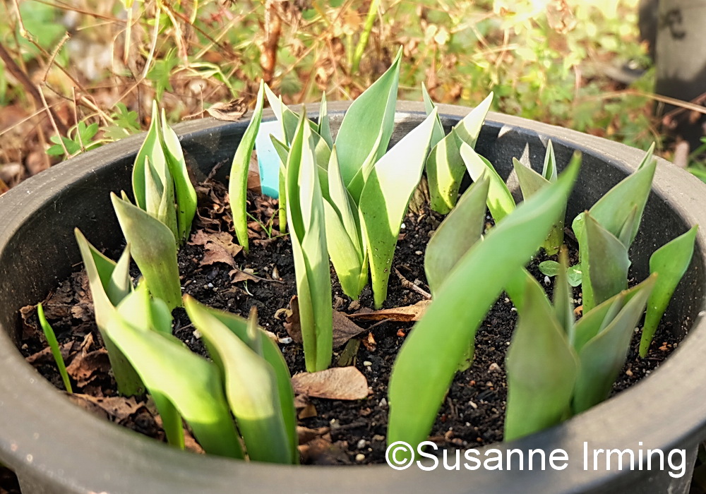 Tulipaner