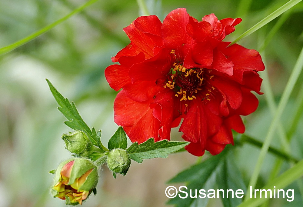 Geum Flames og Passion