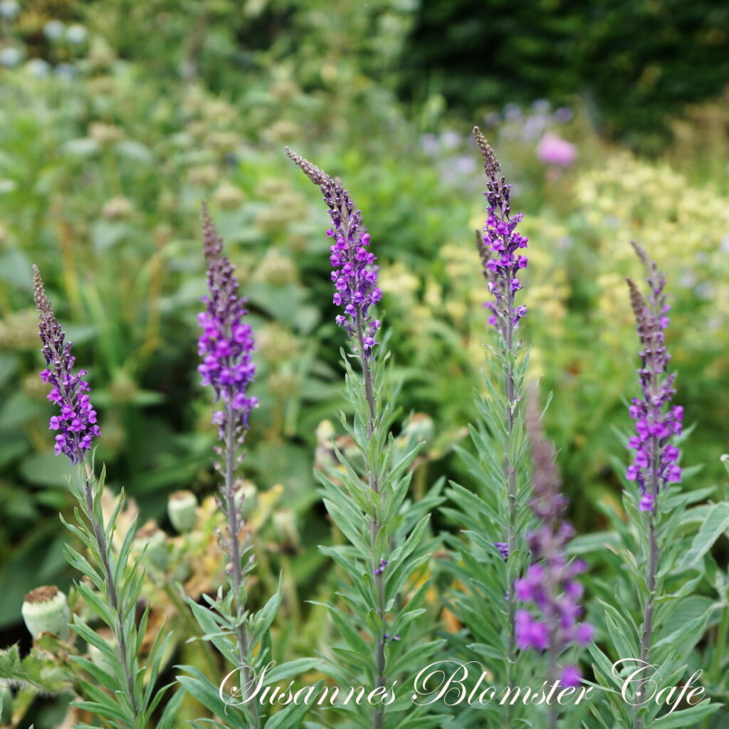 Linaria purpurea